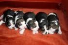 Beaglewelpem tricolour of the Jolly Kids
