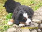 Wunderschön gezeichnete reinrassige Berner Sennenhundwelpen mit Papiere zu verka