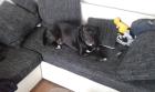 Labrador welpe