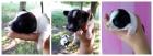 2 reinrassige Papillon Hunde suchen ein neues Zuhause geb 23. 5. 2022