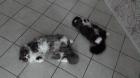 Hilfe. 2 unzertrennliche Schmusetiger - Perser-Mix