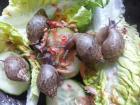 Achatschnecken Nachzuchten von Achatina fulica und A. immaculata
