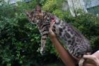 Bengalkater mit Papieren Bengal Deckkater Bengal Kitten