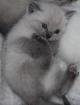 WUNDERSCHÖNE REINRASSIGE BKH POINT KITTEN KATZENBABYS BABY BALD ABGABE IN 2 WOCH