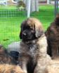 Leonberger Welpe aus Internationale Sieger Kennel zu verkaufen