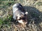Kune Kune Schweine