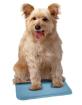 Snugglesafe Kühlkissen Cool Pad für Haustiere Hunde Katzen Kleintiere Meers