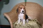 Beaglewelpem tricolour of the Jolly Kids abgabebereit