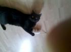 Vermisst Schwarzer Kater Charly in 63808 Haibach -Umgebung seit 30. 06. 2022