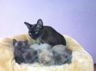 Wir haben junge Burmakitten abzugeben geboren am 18. 7. 14