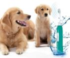Die optimale Zahnpflege für Ihren Hund ohne Narkose
