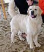 Charamter Golden Retriever Deckrüde hat Termine frei