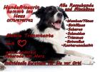 Mobiler Hundesalon Mobile Trimmtante kommt ins Haus