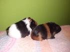 Meerschweinchenmutter Maggie und ihr Kind suchen ein neues liebevolles Zuhause