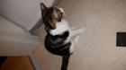 Kleinen Kater in liebevolle Hände abzugeben