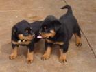 Rottweiler-Welpe Hündin 11 Wochen alt mit ADRK-Papieren