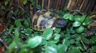 Verkaufe schöne und agile Griechische Landschildkröten aus 2022