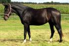 Suche Anfängerpferd ab 1 60