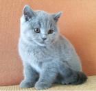 Kartäuserkatzen/Britisch Kurzhaarkatzen Hobbyzucht Kartäuserkatzen vom Immenthal