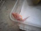 Leopardgeckos Gruppen Jungtiere