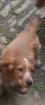 2 süße Cocker Spaniel Welpen