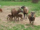 Verkaufe Soay- Bocklämmer Suche Dorper-Aue- und Bock