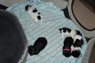 Shih Tzu Welpen