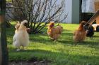 Sehr gut befruchtete Zwergseidenhuhn Bruteier und Zwergseidenhühner Küken ganz