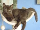 BKH - Kitten Mädchen in chocolate mit Stammbaum abzugeben