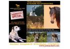 Freude schenken an Weihnachten Fotoshooting Pferde Tiershooting Pferdeshooti