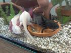 Axolotl Nachzuchten zu verkaufen