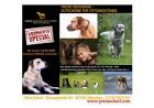 Freude schenken an Weihnachten Fotoshooting Hunde Tiershooting Hundeshooting