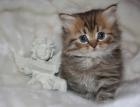 Highlander und BKH Bärchen von Xantos chocolate tabby und point