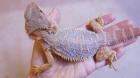 Bartagamen Pogona Vitticeps Jungtiere mit seltenem Blauanteil