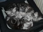 Britisch Kurzhaar Babys Whiskaskätzchen