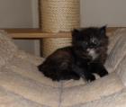 Wunderschöne Maine Coon Baby s mit Stammbaum