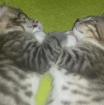 Süße Main Coon bengal kitten abzugeben