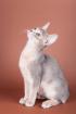Abessinier Kätzchen blau blue ruddy wild Katze Abyssinian cat