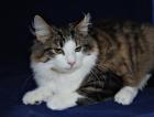 Sehr verschmusste Norwegische Waldkatze Kitten m. Papiere