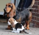 Wurfankündigung Reinrassige Basset Hound Welpen
