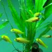 Malawi Buntbarsche 18 Jungfische 3 5 - 5 cm günstig zu verkaufen
