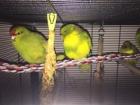 9 wunderschöne junge handzahme Ziegensittiche 13 Wochen und Hahn und Henne als
