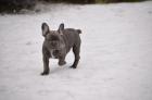 Französische Bulldoggen Welpen MIT PAPIEREN