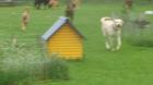 Hundebetreuung Nord