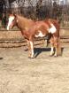 Elegante gut gerittene Paint Horse Stute zu verkaufen