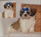 Kleine feine Shih Tzu Welpen suchen eine liebes Zuhause