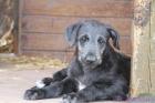 Deerhound-Welpe Rüde