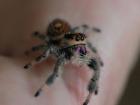 Florida Springspinnen Phidippus Regius