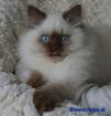 Britisch Langhaar Kitten in cinnamon point