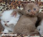 Britisch Kurzhaar Kitten in cinnamon